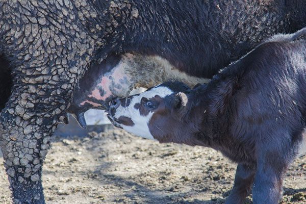 Vertical TMR mixers can improve beef cow-calf performance