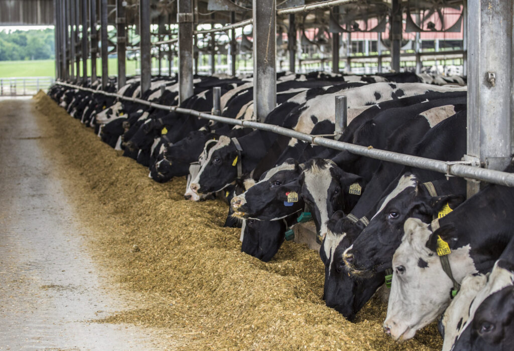Optimizing Cow-Calf Profitability: Reducing Hay Waste and Enhancing Feed Efficiency